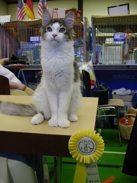 Aqua Cat's Eldorado hat im Alter von 5 Monaten auf der Fife-Ausstellung in Wiesbaden BIV gewonnen und wurde nominiert f�r BiS!