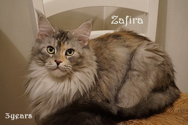 Aqua-Cat's Zafira
